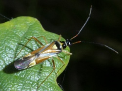 Cyllecoris histrionius